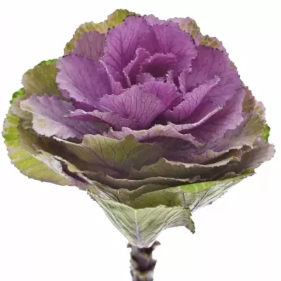 Okrasné zelí ROSE CRANE 60cm