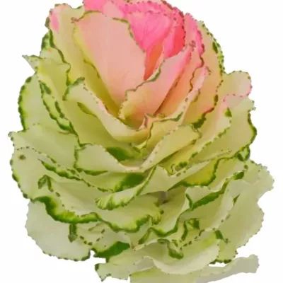 Okrasné zelí ROZE 55cm