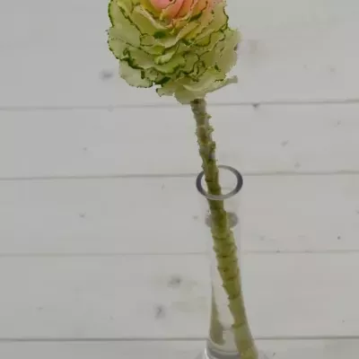 Okrasné zelí ROZE 55cm