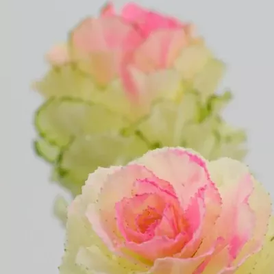 Okrasné zelí ROZE 55cm