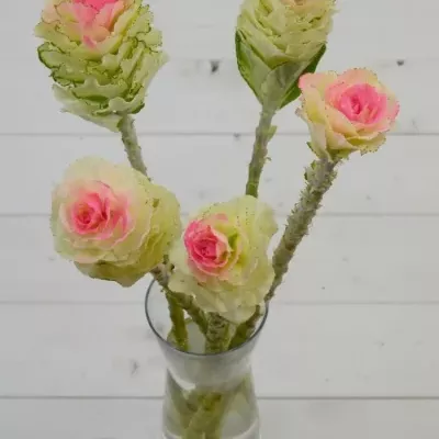 Okrasné zelí ROZE 55cm