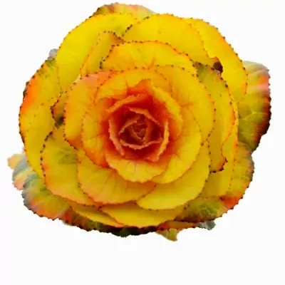 Okrasné zelí YELLOW-ORANGE 75cm