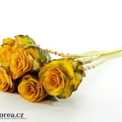 Okrasné zelí YELLOW-ORANGE 75cm