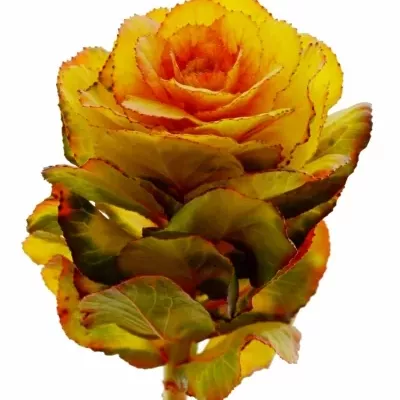 Okrasné zelí BARV. COLORED YELLOW-ORANGE 75cm