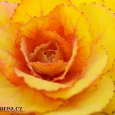 Okrasné zelí YELLOW-ORANGE 75cm