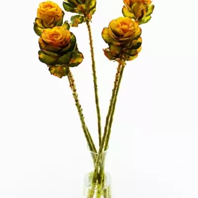 Okrasné zelí YELLOW-ORANGE 75cm