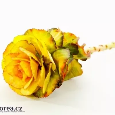 Okrasné zelí YELLOW-ORANGE 75cm