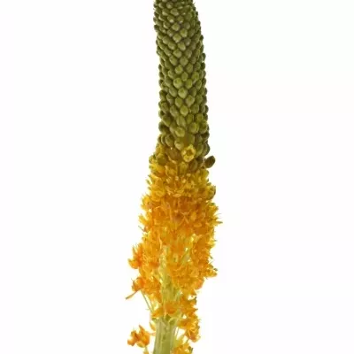 Bilbinella NUTANS 50cm