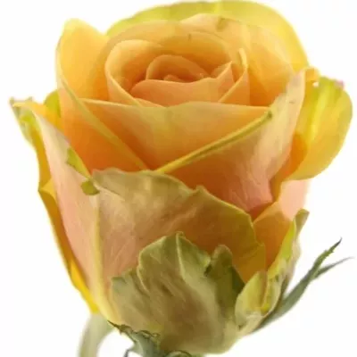 Čajová růže ALCHEMY 70cm (L)