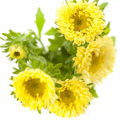 Callistephus MATSUMOTO YELLOW 60cm