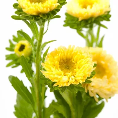 Callistephus MATSUMOTO YELLOW 60cm