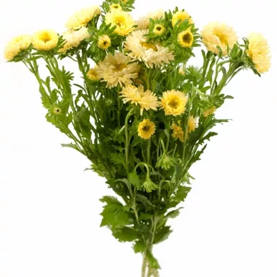 Callistephus MATSUMOTO YELLOW 60cm