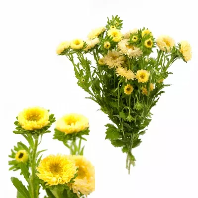 Callistephus MATSUMOTO YELLOW 60cm