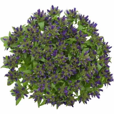 CAMPANULA GLOMERATA SUPERBA 60cm