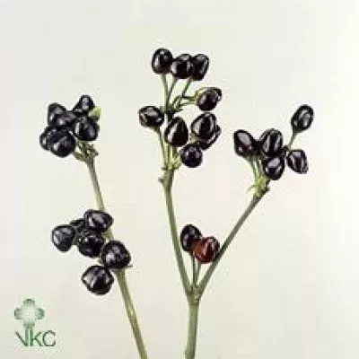 CAPSICUM ANNUUM BLACK GIANT 35cm