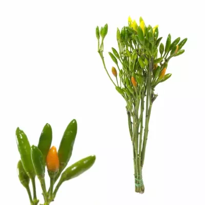 Capsicum GREEN FIRE 50cm