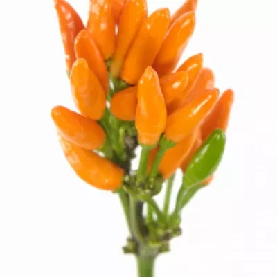 CAPSICUM ORANGE FIRE 40cm