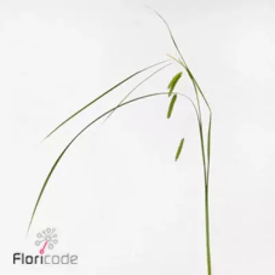 CAREX CINDERELLA 70cm