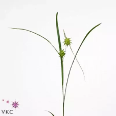 CAREX PING PONG 80cm