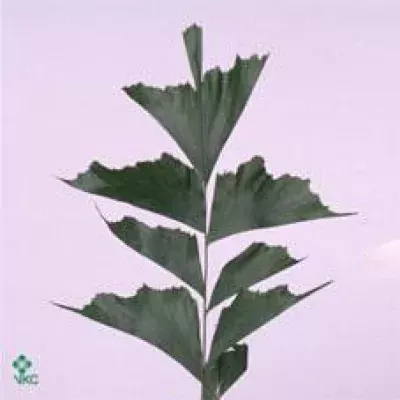 CARYOTA MITIS BLAD 50cm