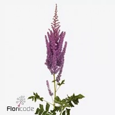 Čechrava CHINENSIS BLACK AND BLUE 75cm