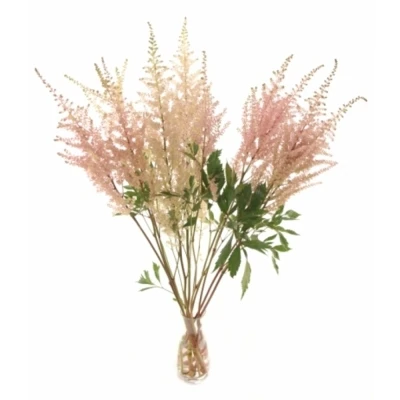 Čechrava CHINENSIS LOUD AND PROUD