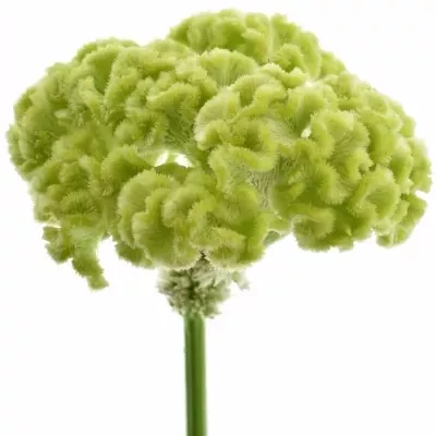 Nevadlec ARGENTEA CRISTATA ACT VERDA 65cm