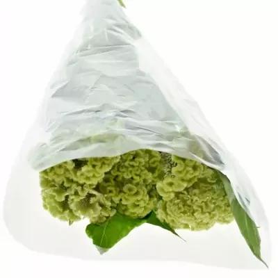 Celosia C ACT VERDA 75cm