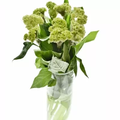 Celosia C ACT VERDA 75cm