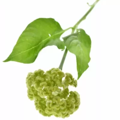 Celosia C ACT VERDA 75cm