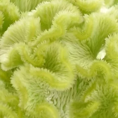 Celosia C ACT VERDA 75cm
