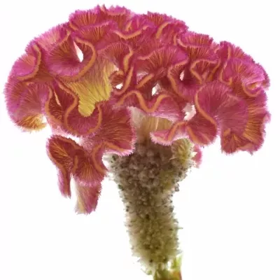 Nevadlec hřebenitý CRISTATA ACT ZIVA 75cm