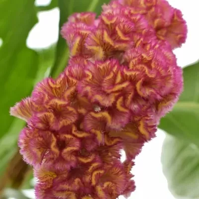 CELOSIA C ACT ZIVA