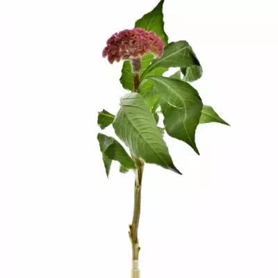 CELOSIA C ACT ZIVA
