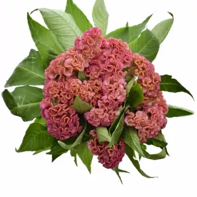 CELOSIA C ACT ZIVA