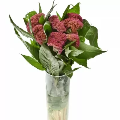 CELOSIA C ACT ZIVA