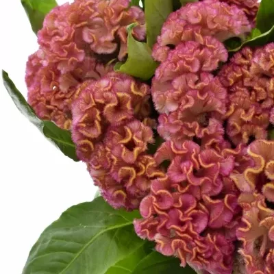 CELOSIA C ACT ZIVA