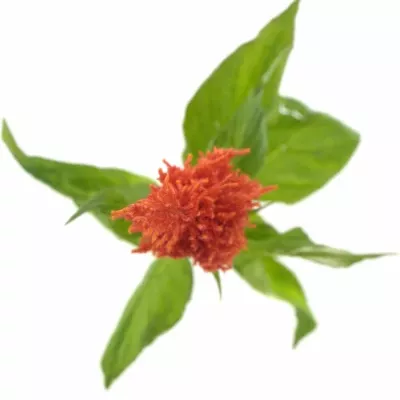 Nevadlec hřebenitý CENTURY FIRE 60cm