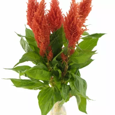 Nevadlec hřebenitý CENTURY FIRE 60cm