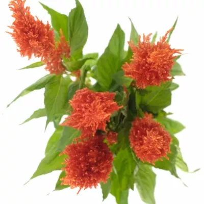 Nevadlec hřebenitý CENTURY FIRE 60cm