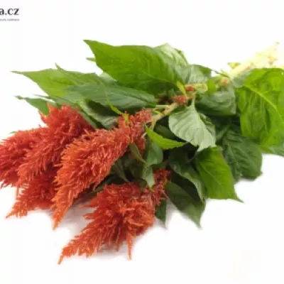 Nevadlec hřebenitý CENTURY FIRE 60cm