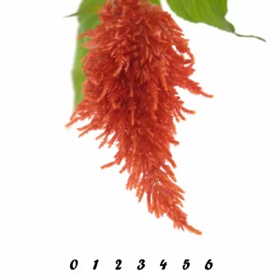 Nevadlec hřebenitý CENTURY FIRE 60cm