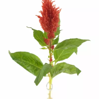 Nevadlec hřebenitý CENTURY FIRE 60cm