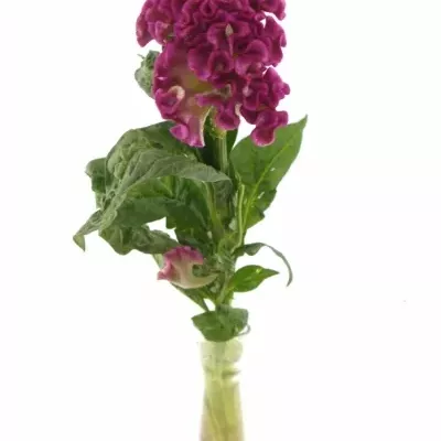 CELOSIA CR SOLID