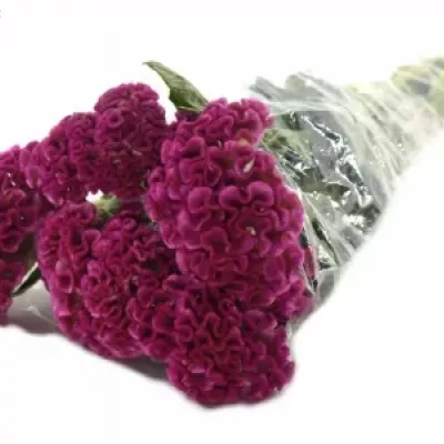 CELOSIA CR SOLID
