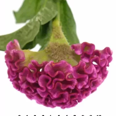 CELOSIA CR SOLID