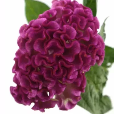 CELOSIA CR SOLID