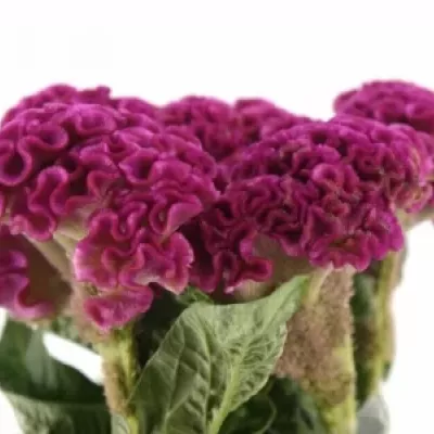 CELOSIA CR SOLID