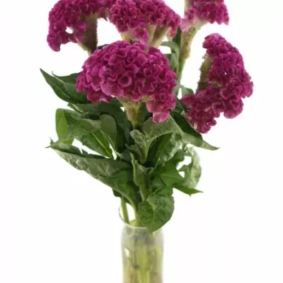 CELOSIA CR SOLID