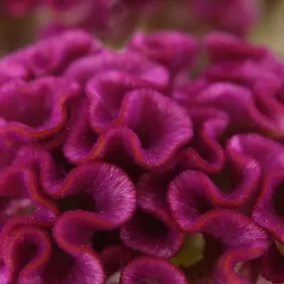 CELOSIA CR SOLID